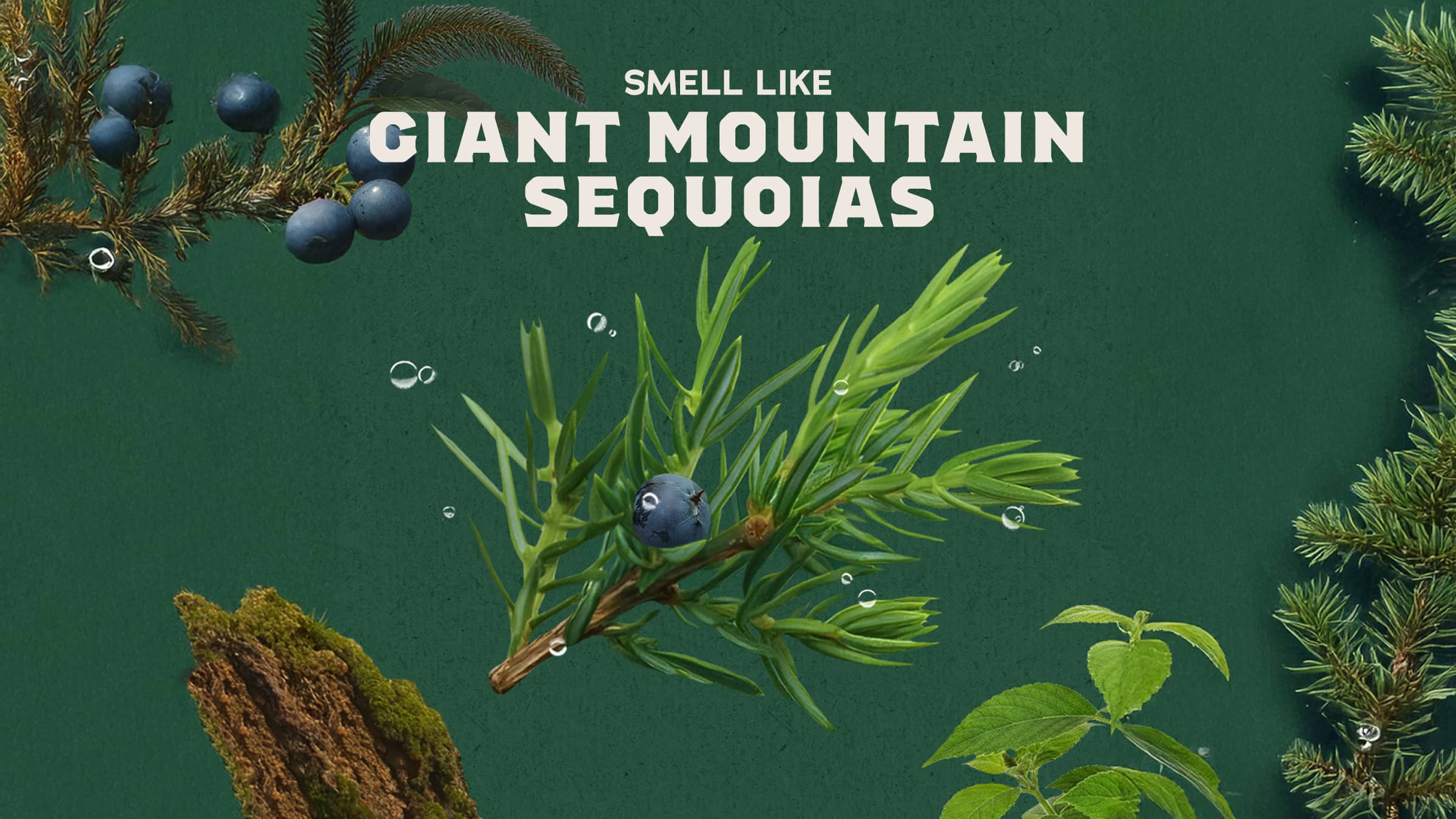 Dr. Squatch Soap Sierra Storm Invisible Glide Deodorant - Image 2